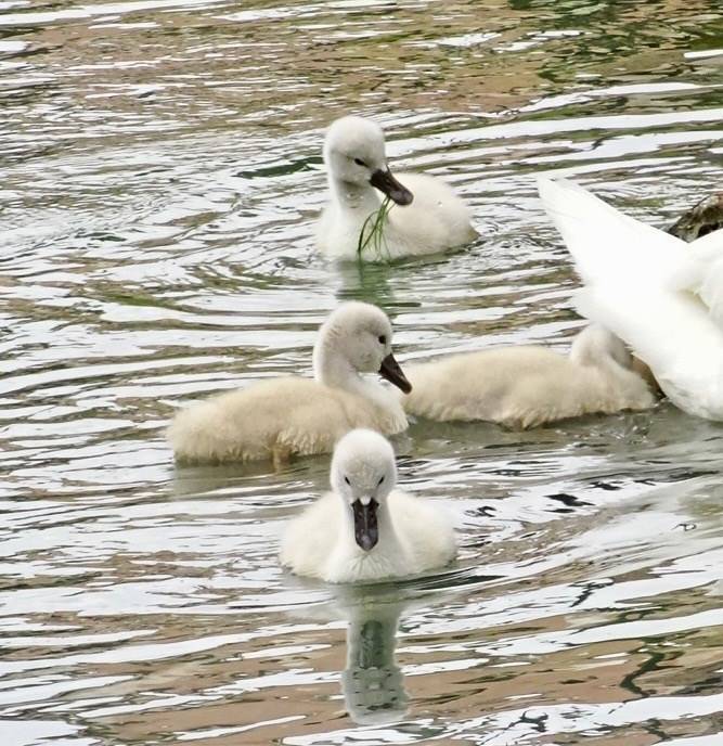 Appartamento a Silea - Foto 3