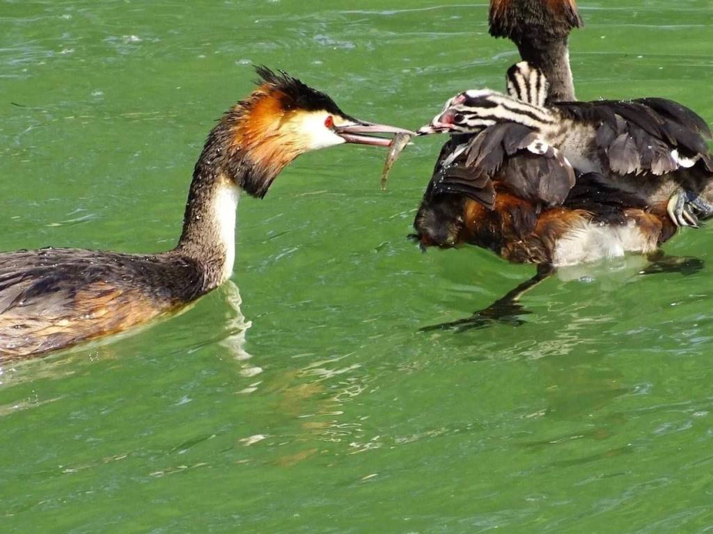 Appartamento a Silea - Foto 4