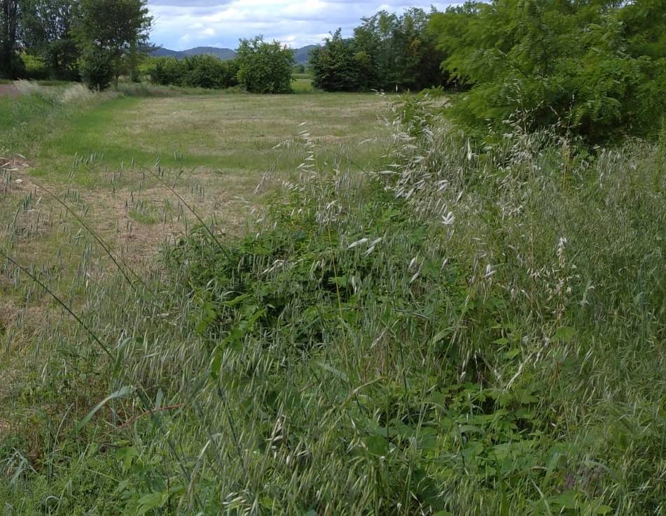 Terreno a Monselice - Foto 3