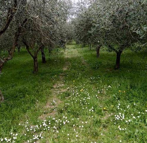 Terreno a Foligno - Foto 5