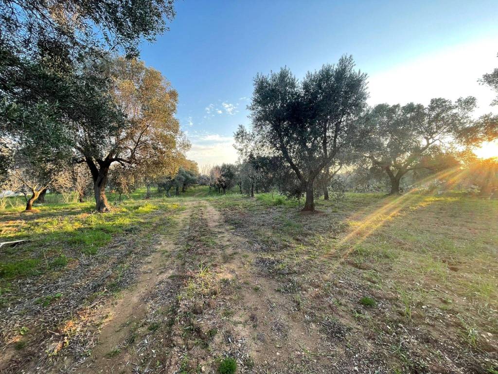 Terreno a Carovigno in Contrada Colombo - Foto 3