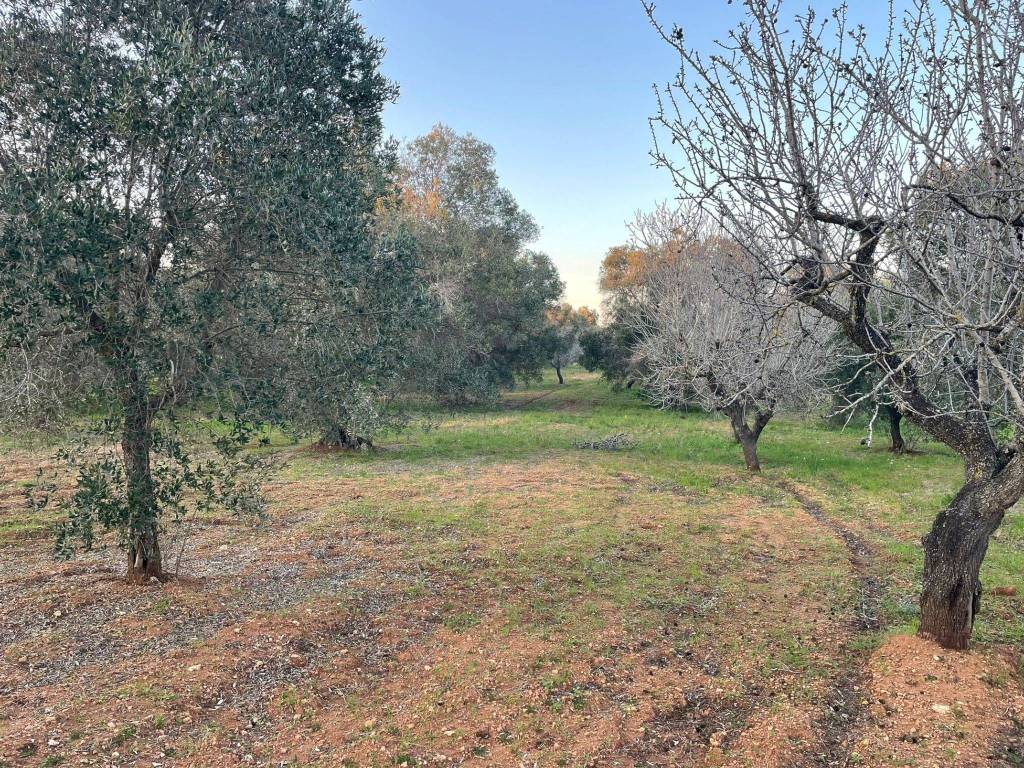 Terreno a Carovigno in Contrada Colombo - Foto 4