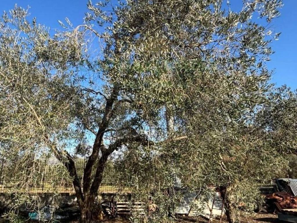 Terreno a Caserta - Foto 3
