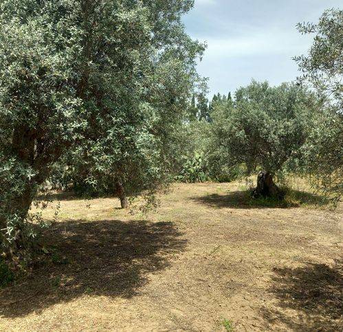 Rustico / casale a Caltanissetta in Contrada Cammarella - Foto 5