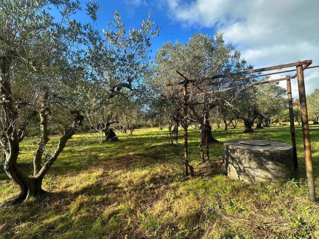 Terreno a Rosignano marittimo in località Giardino - Foto 2