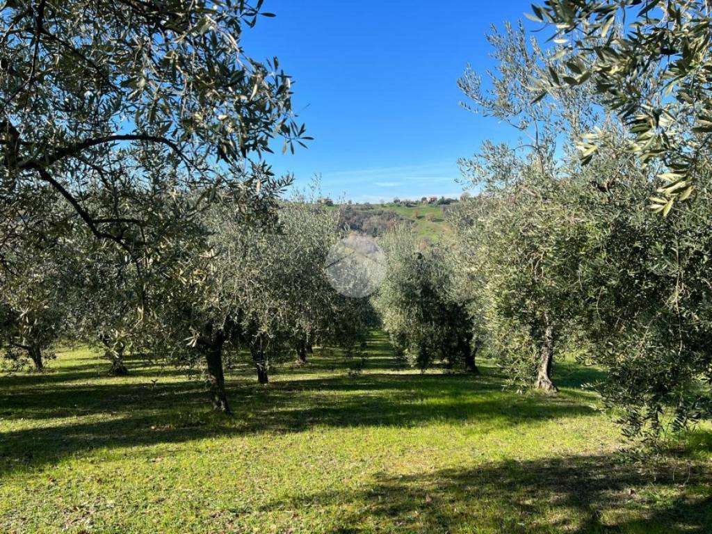Terreno a Montebuono in San giacomo - Foto 5