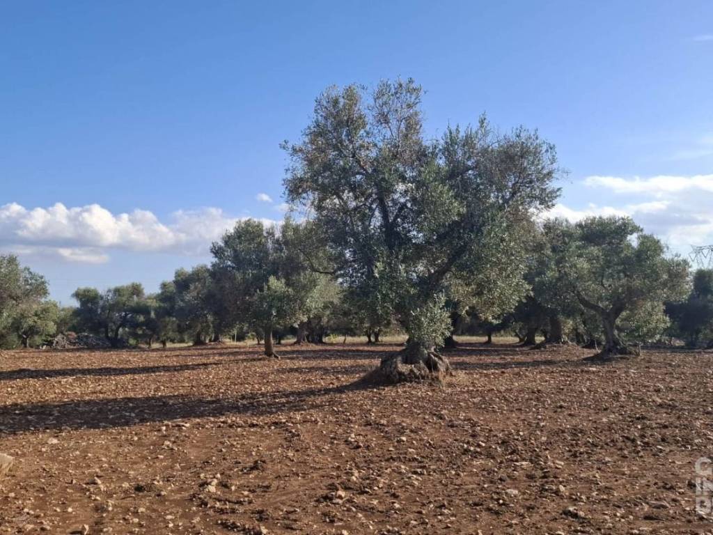 Rustico / casale a Francavilla fontana in Vico Gerolamo Bax - Foto 3