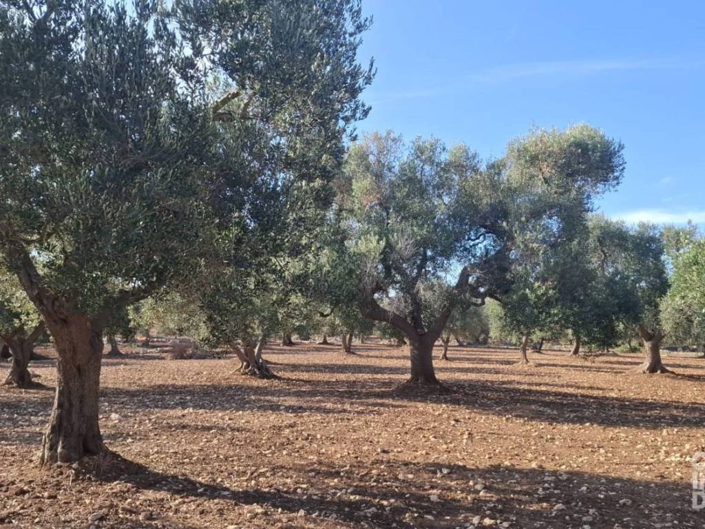 Rustico / casale a Francavilla fontana in Vico Gerolamo Bax - Foto 4
