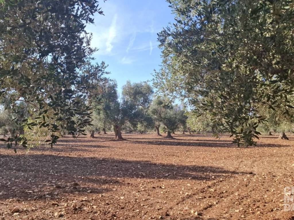 Rustico / casale a Francavilla fontana in Vico Gerolamo Bax - Foto 5