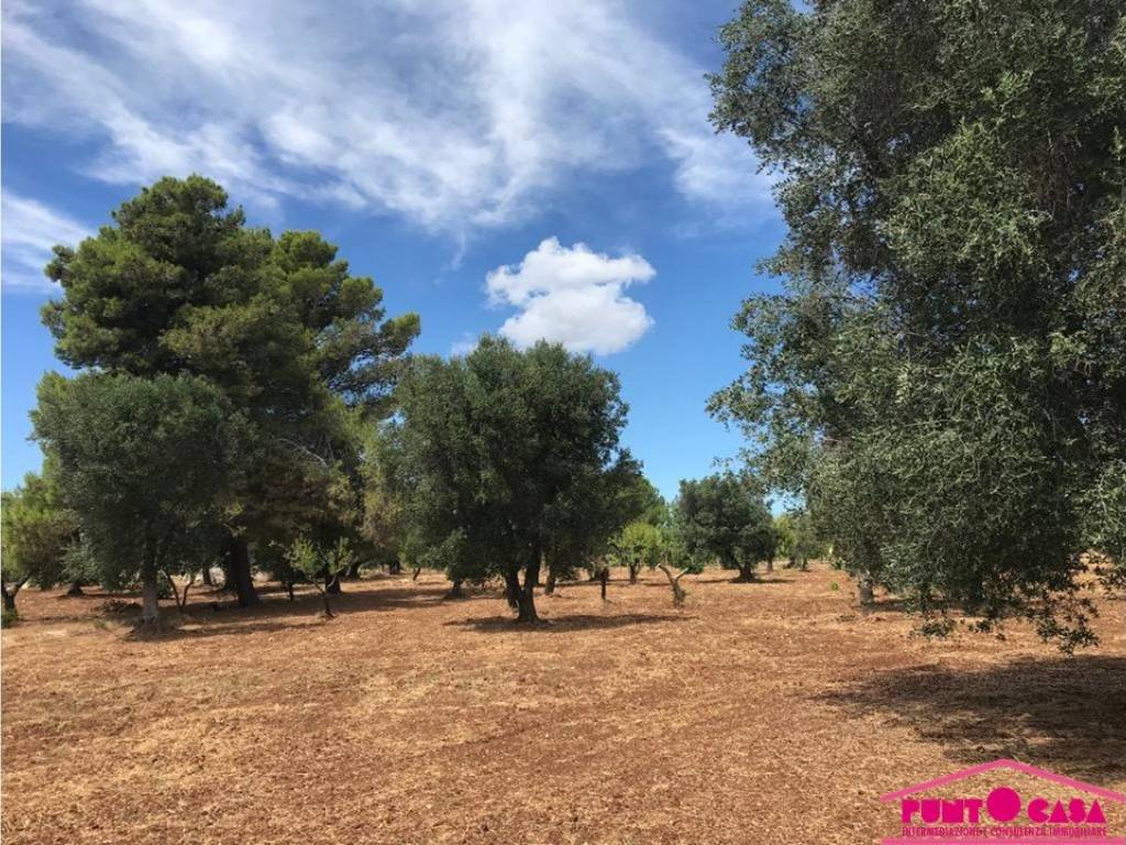 Rustico / casale a Ceglie messapica in monte pizzuto - Foto 4