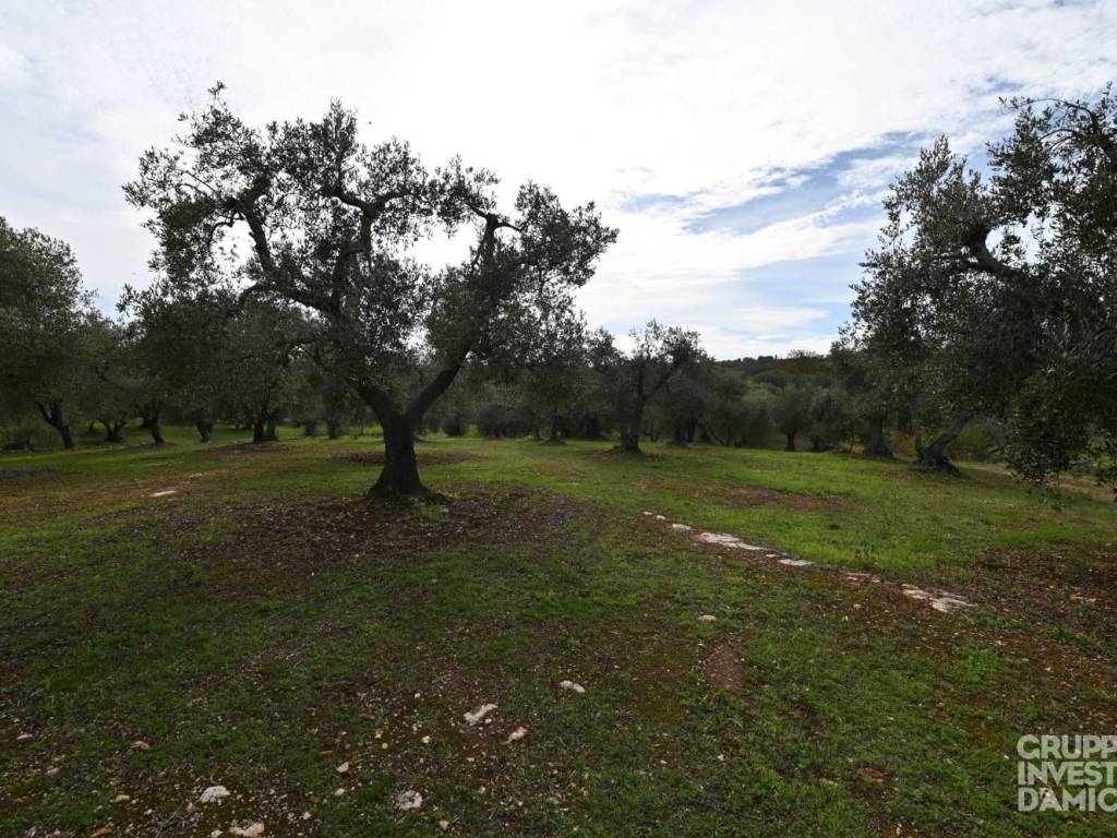 Terreno a Ostuni in Contrada Pascarosa - Foto 2