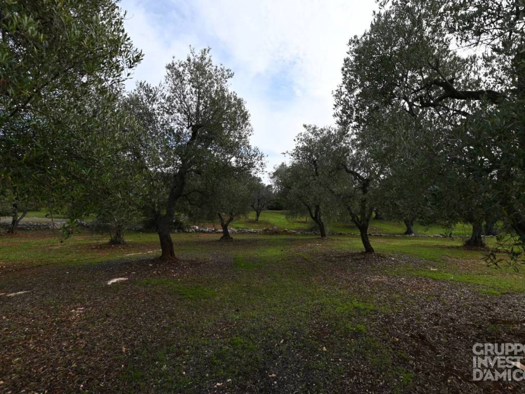Terreno a Ostuni in Contrada Pascarosa - Foto 3