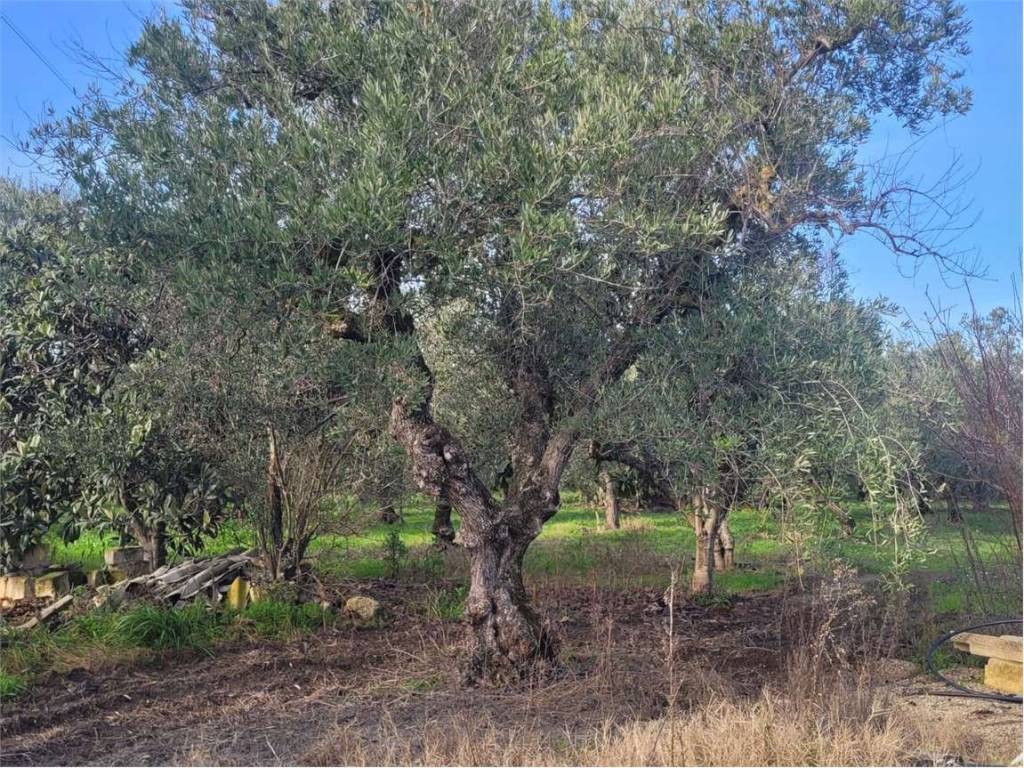 Terreno a Cerignola in STRADA STATALE RIVOLESE - Foto 2