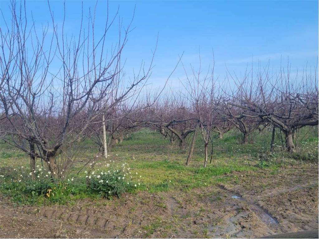 Terreno a Cerignola in STRADA STATALE RIVOLESE - Foto 3
