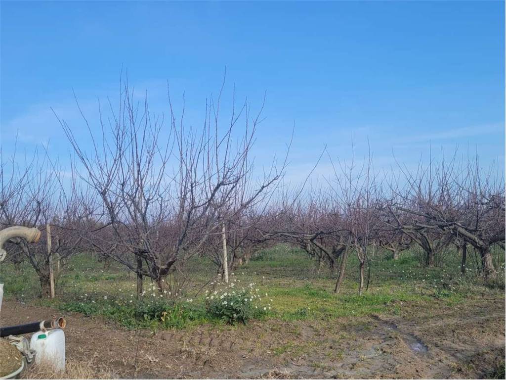 Terreno a Cerignola in STRADA STATALE RIVOLESE - Foto 4