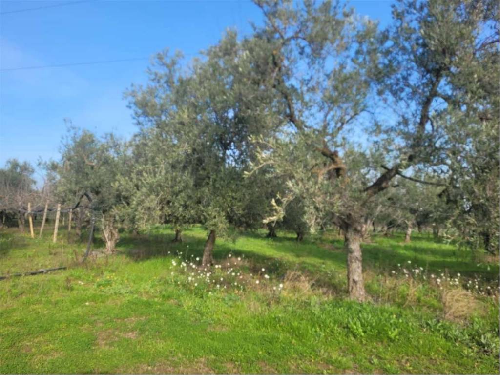 Terreno a Cerignola in STRADA STATALE RIVOLESE - Foto 5