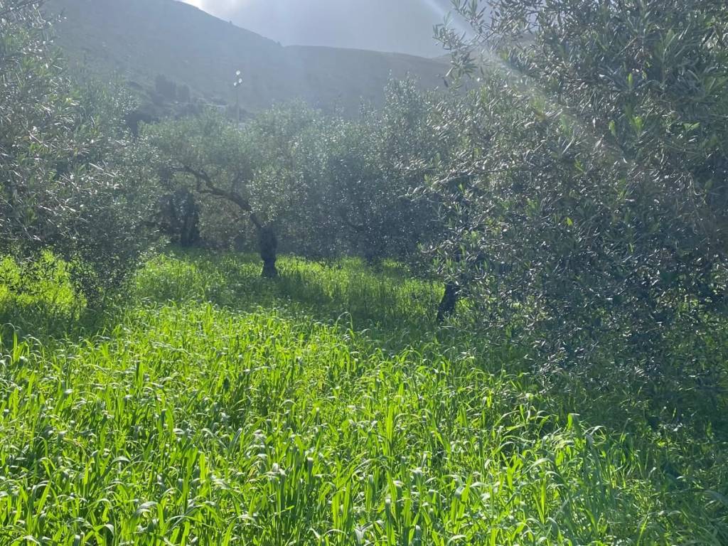 Terreno a Terrasini in Via Cozzo Schinaldi - Foto 2
