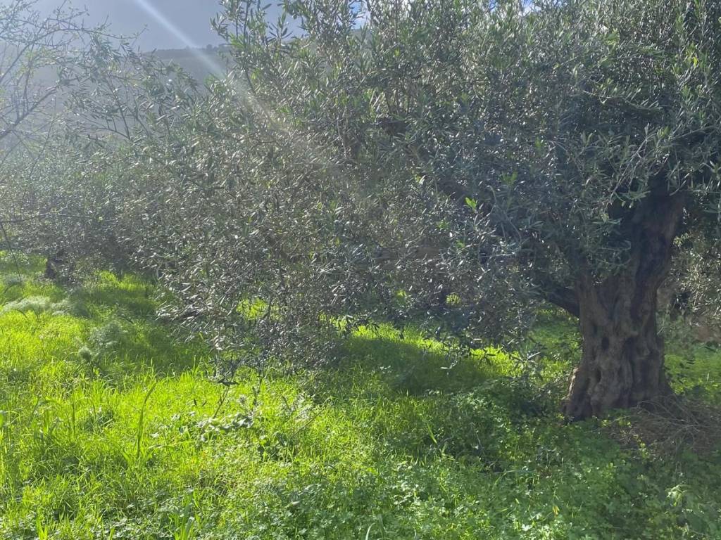 Terreno a Terrasini in Via Cozzo Schinaldi - Foto 3