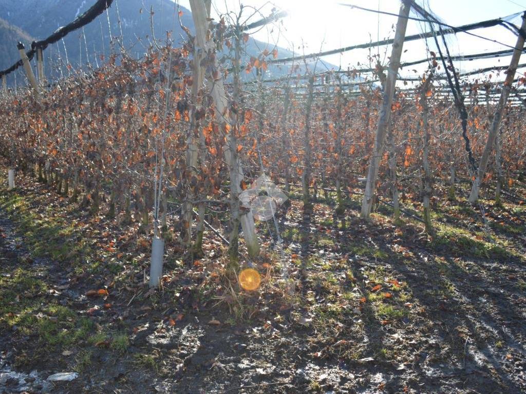 Terreno a Lovero in Via al Santo, 6 - Foto 2