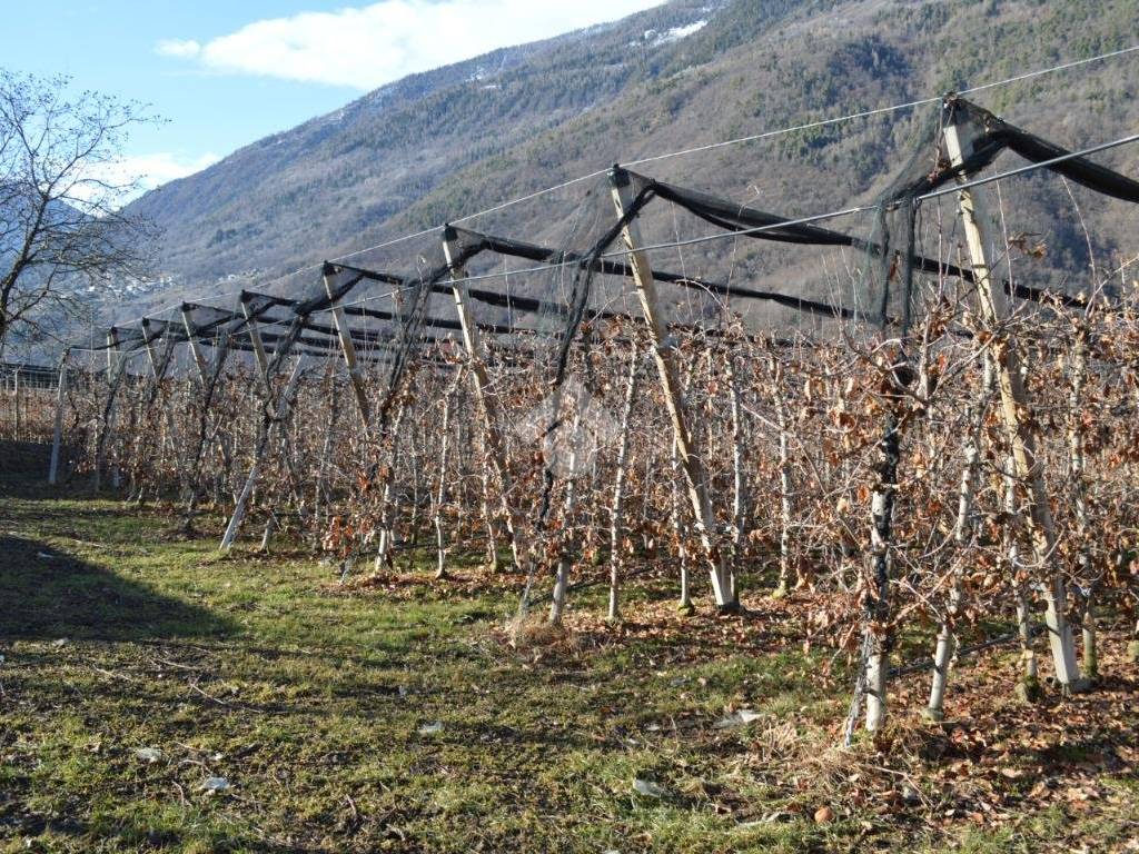 Terreno a Lovero in Via al Santo, 6 - Foto 3