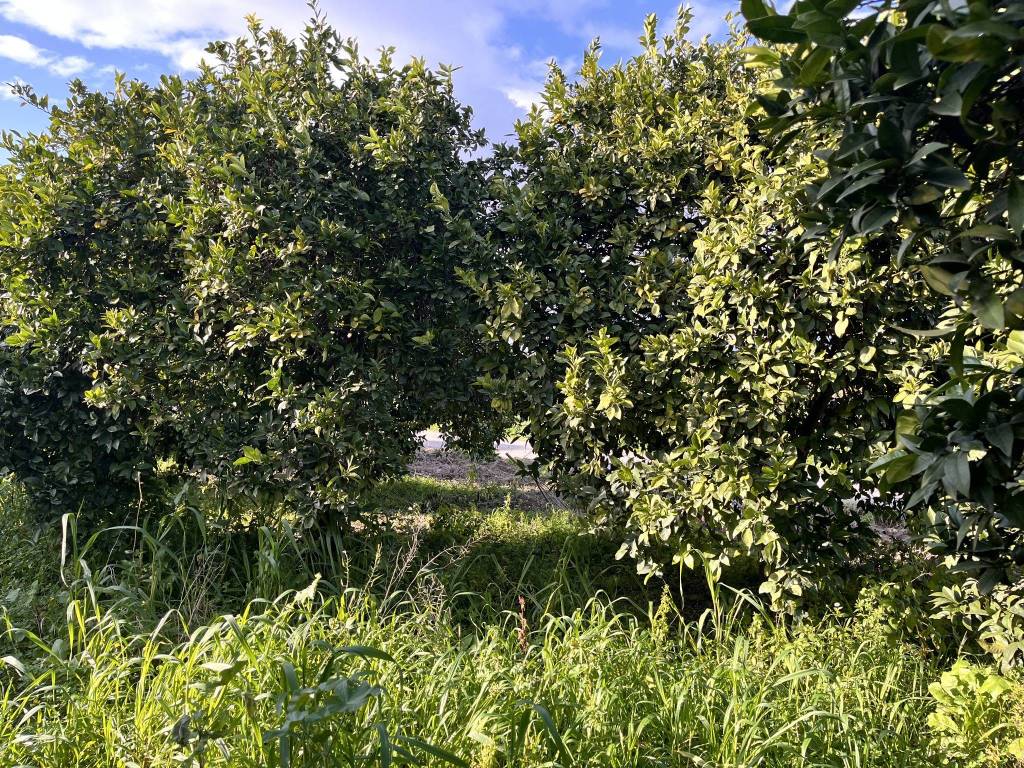 Terreno a Noto in SP56 - Foto 2