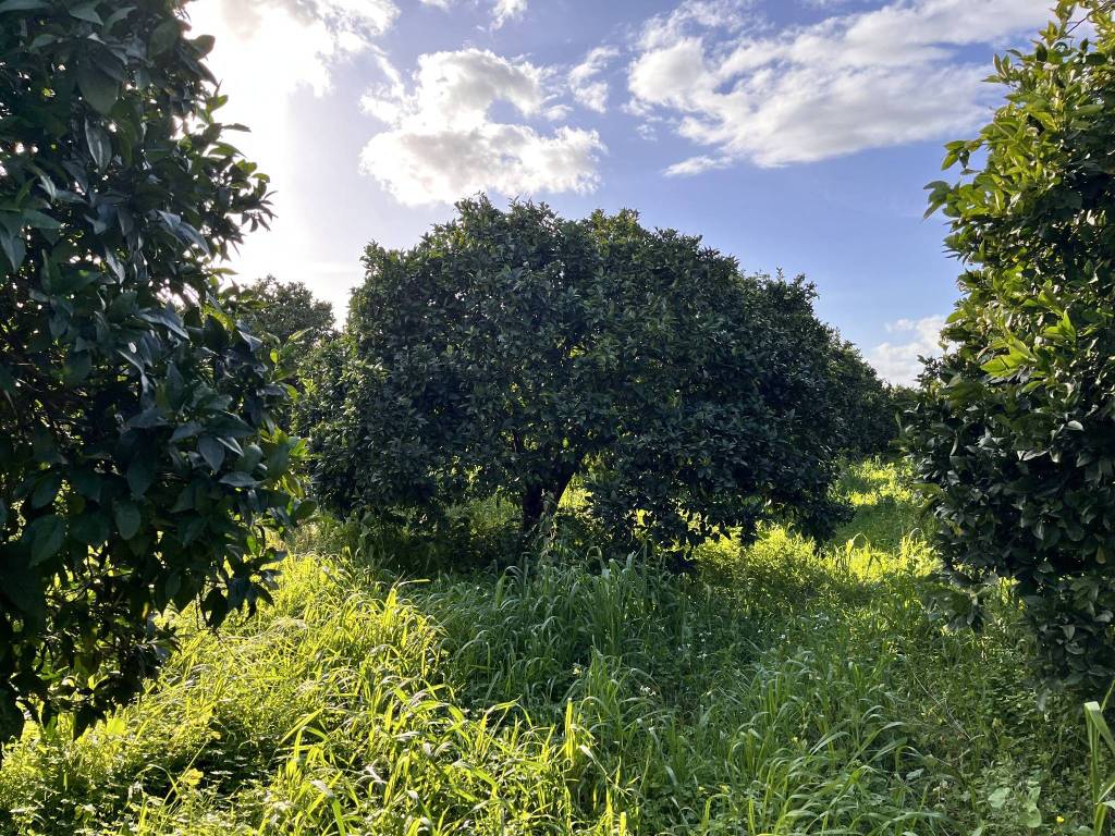 Terreno a Noto in SP56 - Foto 3
