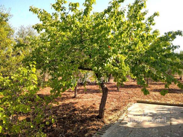 Terreno a Bari - Foto 5