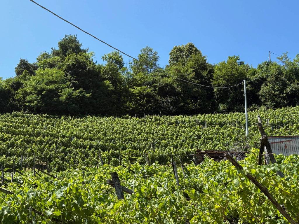 Terreno a Segonzano in Frazione Piazzo, 35 - Foto 3