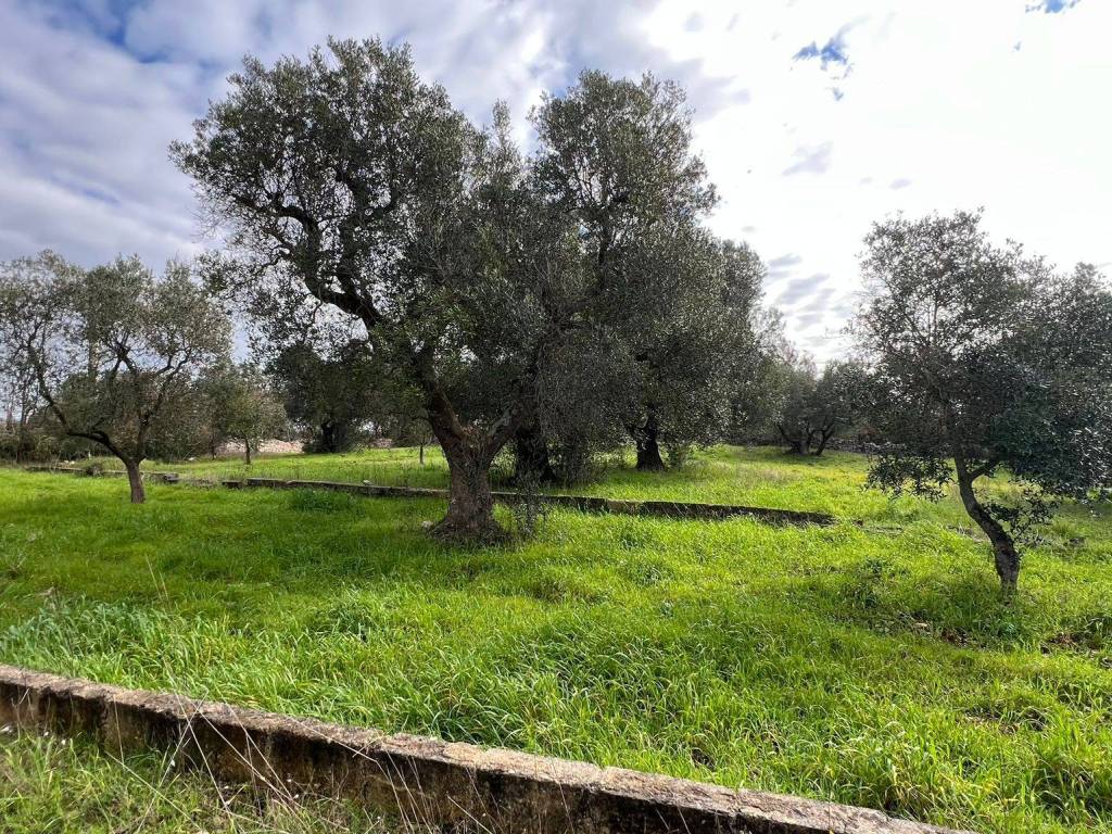 Terreno a Ostuni in Contrada Lamatroccola - Foto 2