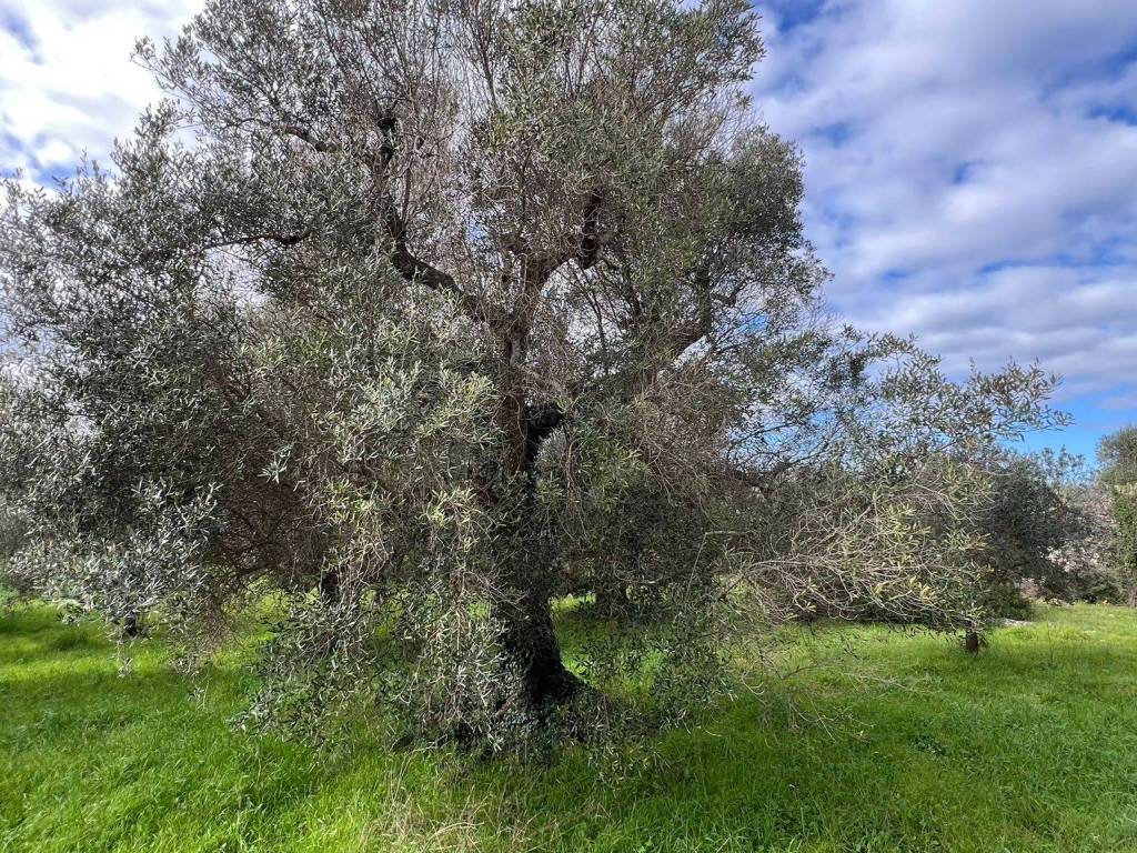 Terreno a Ostuni in Contrada Lamatroccola - Foto 4