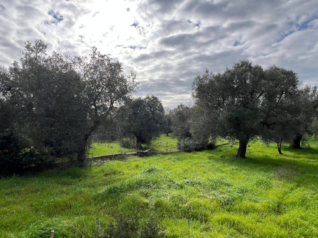 Terreno a Ostuni in Contrada Lamatroccola - Foto 5