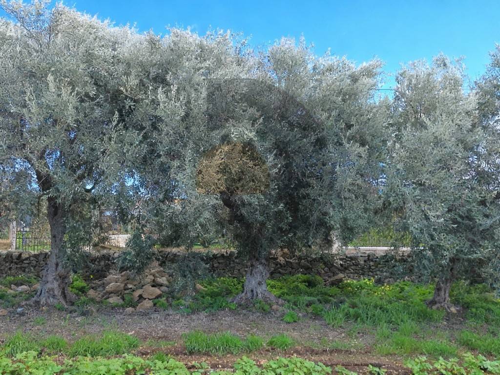 Rustico / casale a Augusta in Contrada Cuccumelli - Foto 5