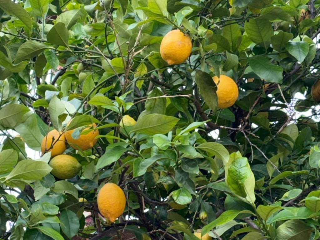 Rustico / casale a Acireale in Via Provinciale per Riposto, 109 - Foto 2