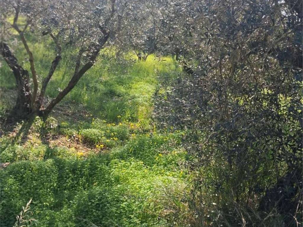 Terreno a Formia - Foto 5