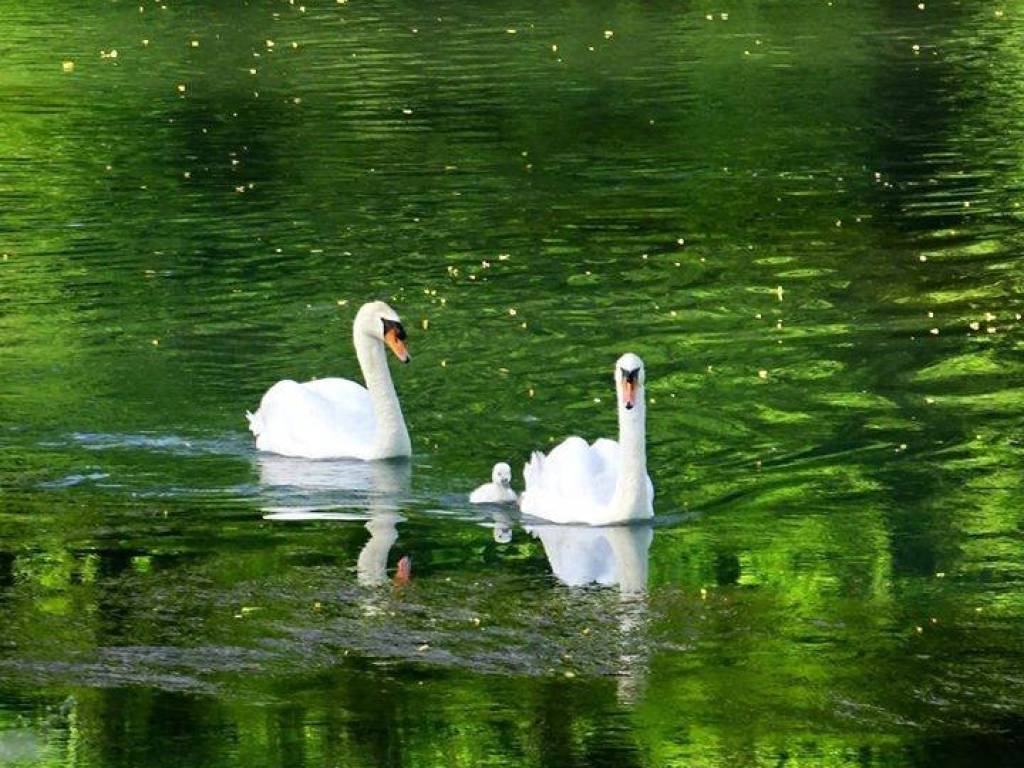 Appartamento a Silea - Foto 5