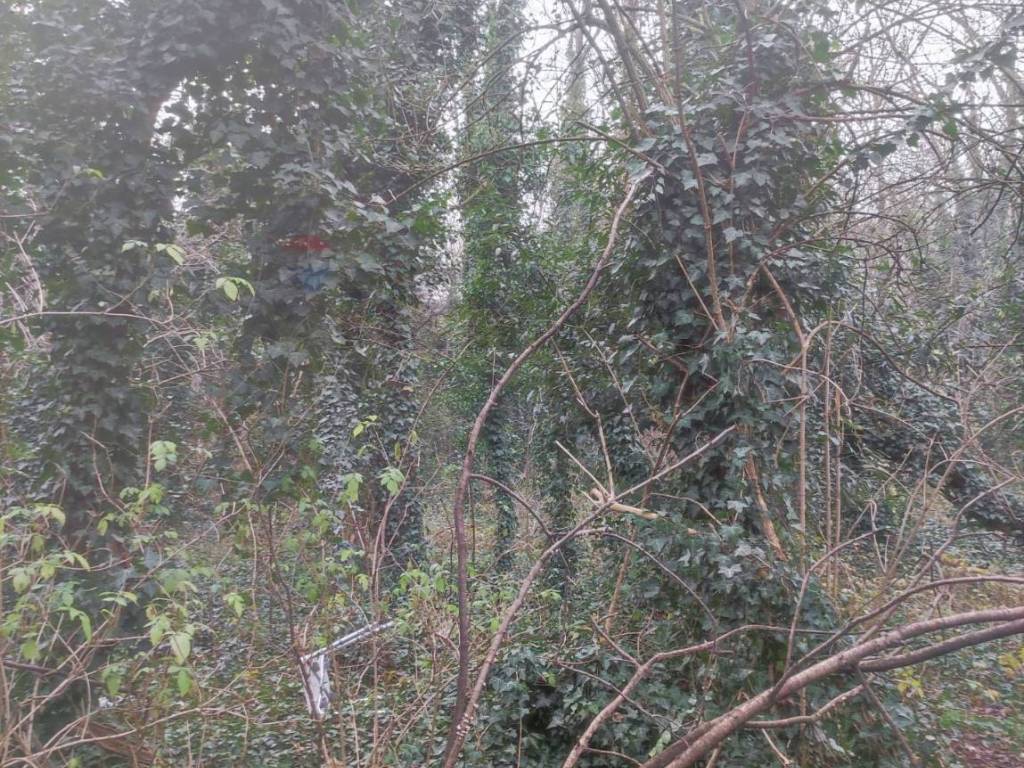 Terreno a Gorla maggiore in VIA DEI BOSCHI BELLI - Foto 4