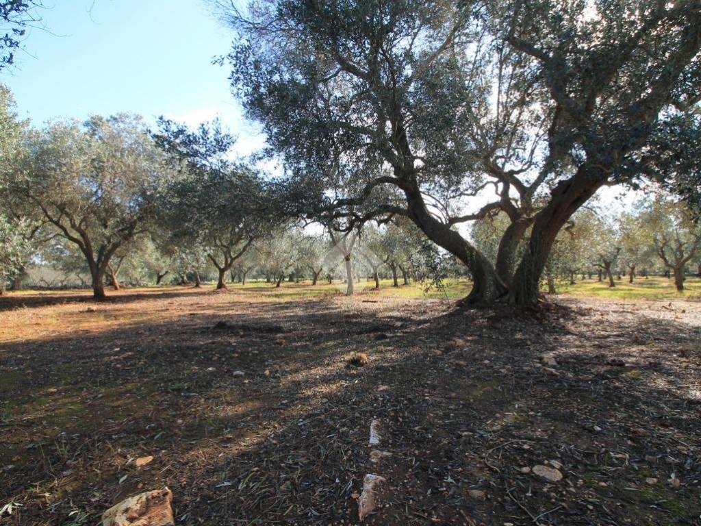 Rustico / casale a Ostuni - Foto 3