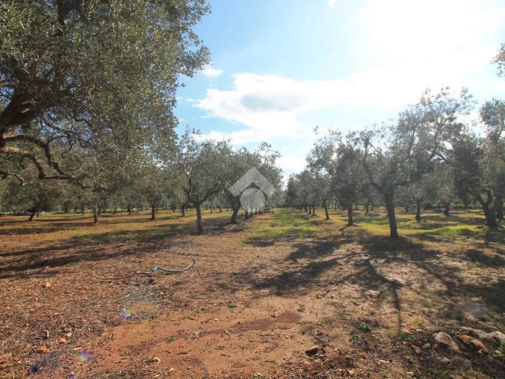 Rustico / casale a Ostuni - Foto 4