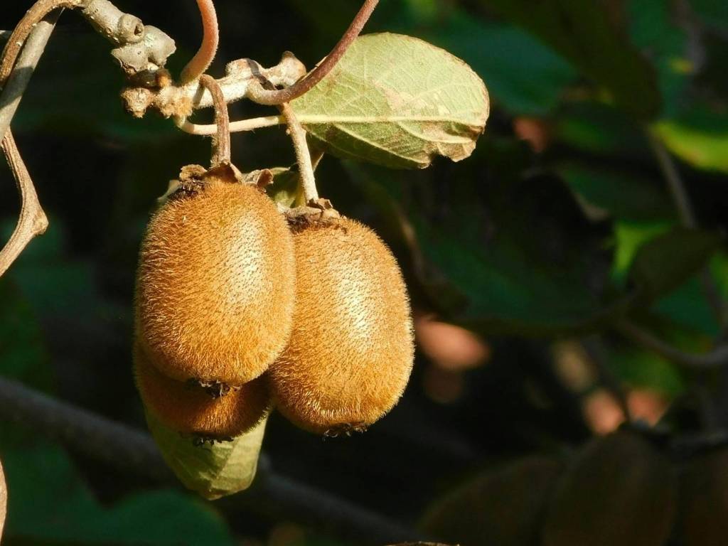 Immobile a Aprilia - Foto 3