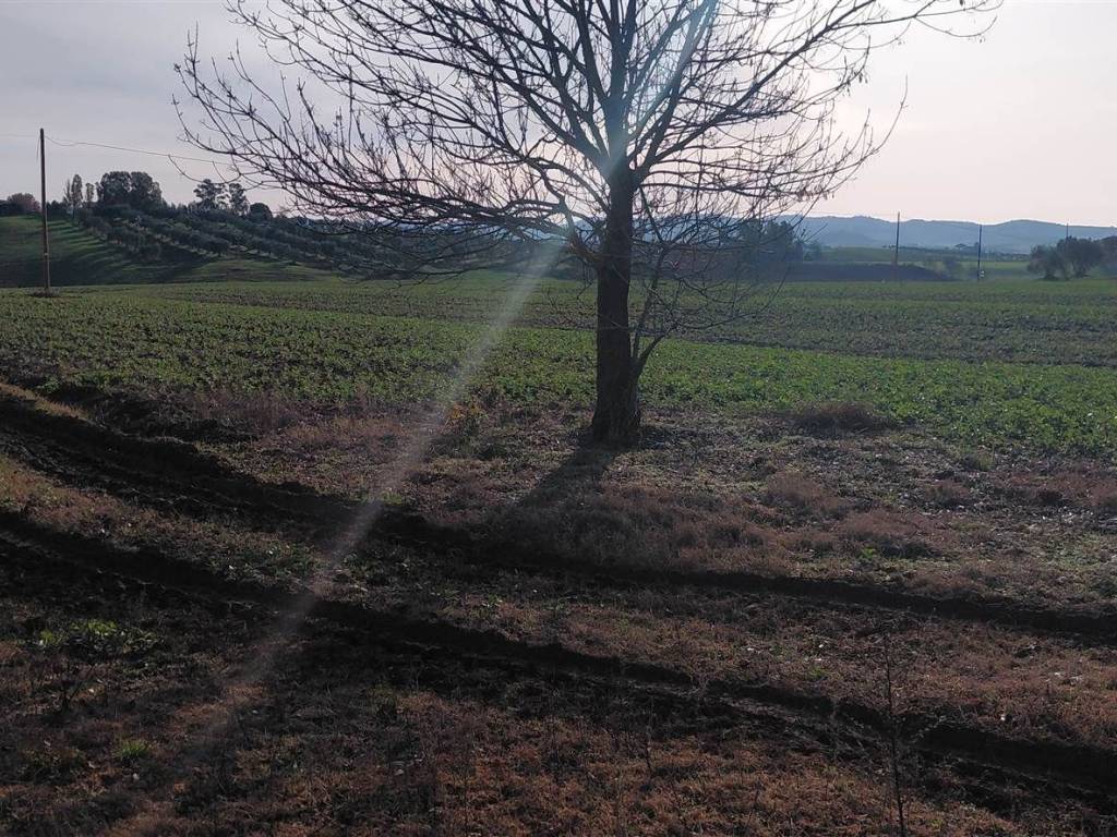 Rustico / casale a Scansano - Foto 5