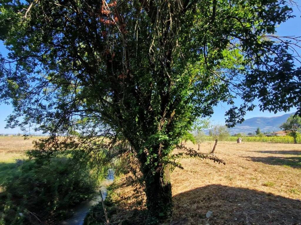 Rustico / casale a Spello in Zona Limiti - Foto 3
