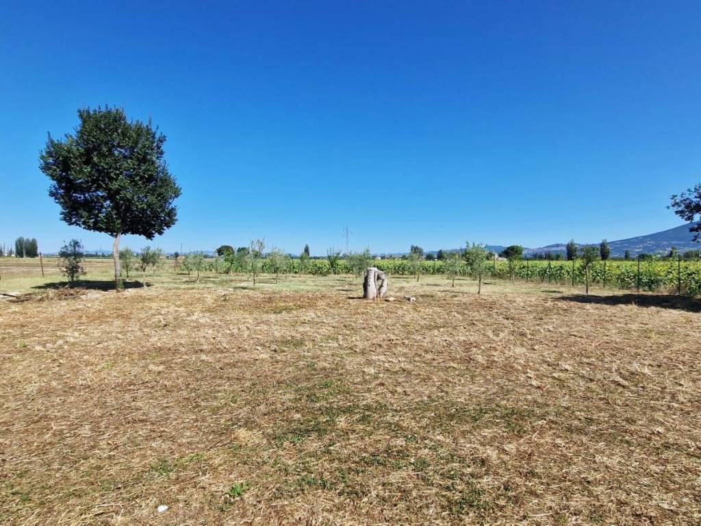 Rustico / casale a Spello in Zona Limiti - Foto 4
