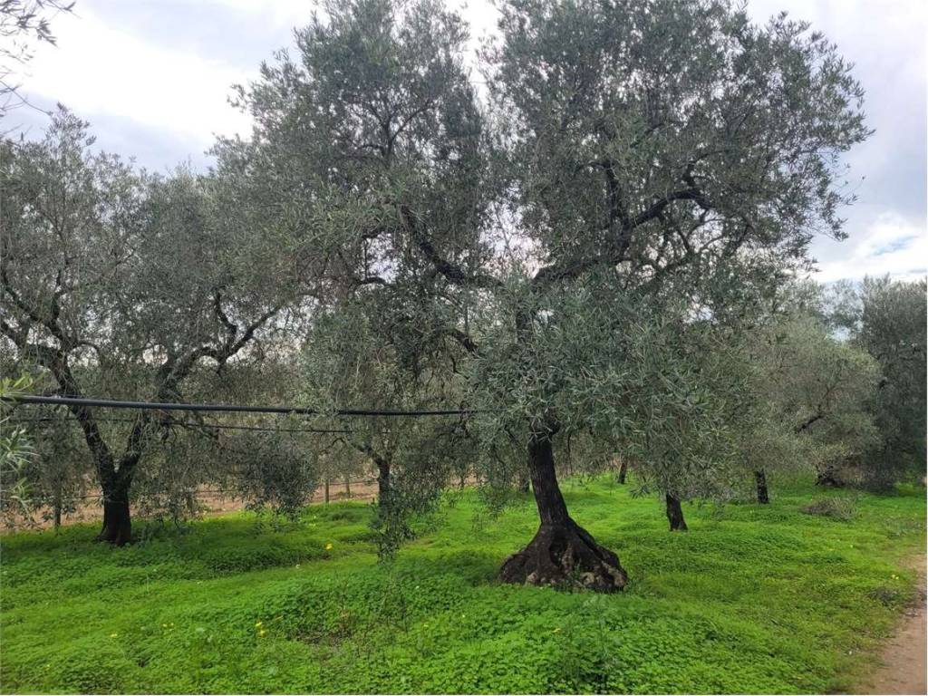 Terreno a Cerignola in VIA SAN SEVERO - Foto 2