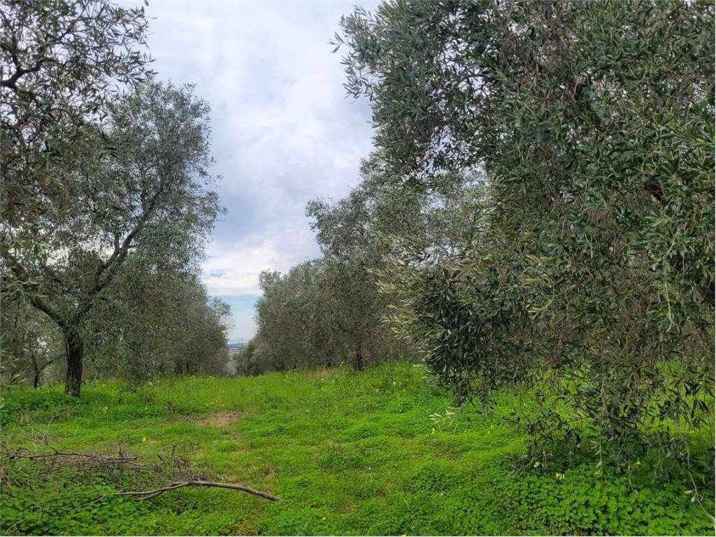 Terreno a Cerignola in VIA SAN SEVERO - Foto 3