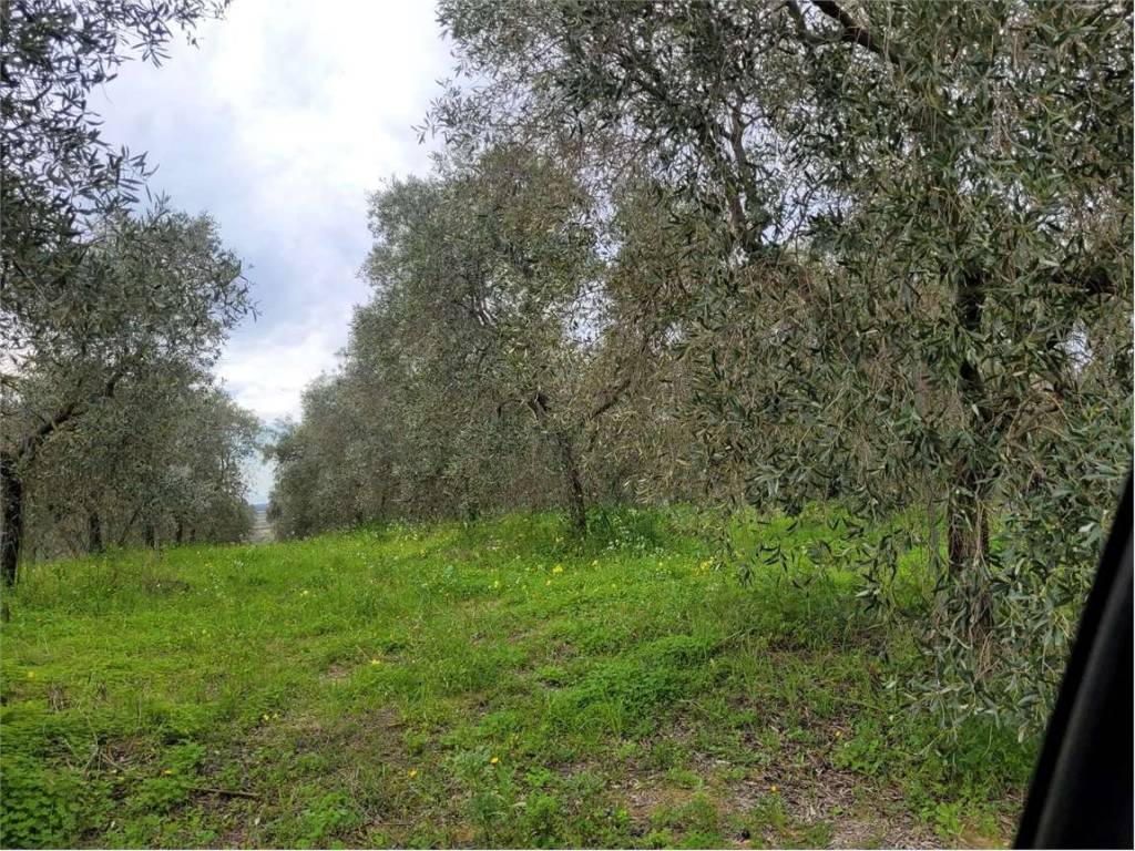 Terreno a Cerignola in VIA SAN SEVERO - Foto 4