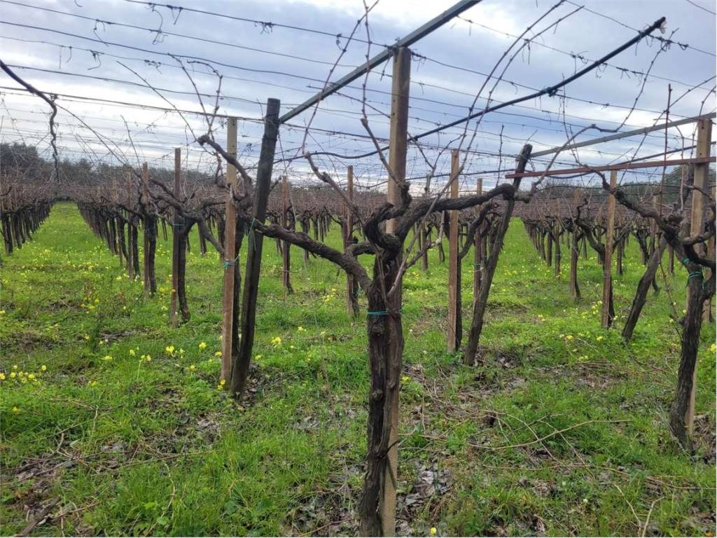 Terreno a Cerignola in VIA SAN SEVERO - Foto 5