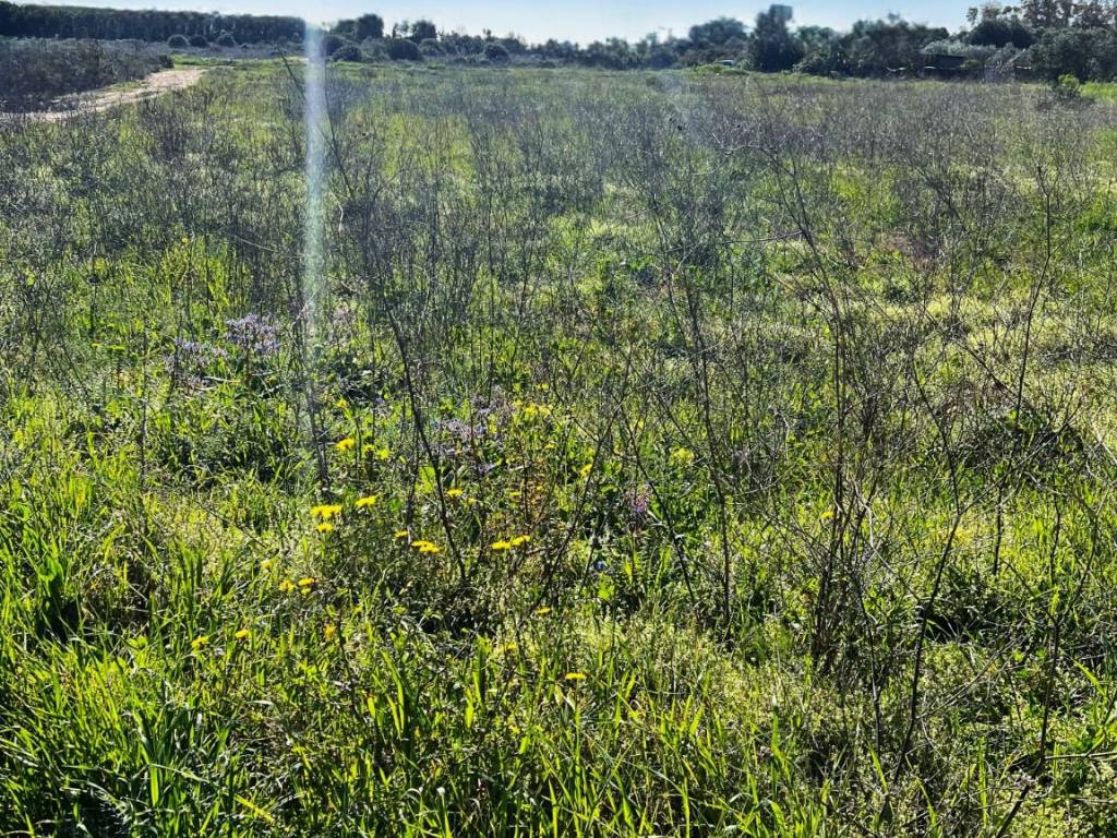Terreno a Assemini in Sa Traia - Foto 3