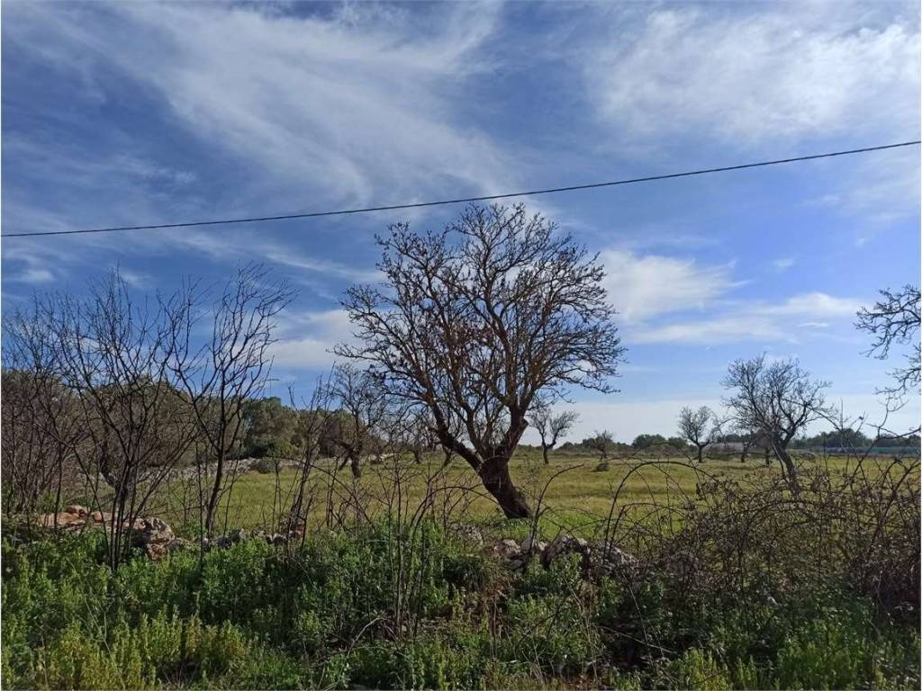 Terreno a Carovigno - Foto 2