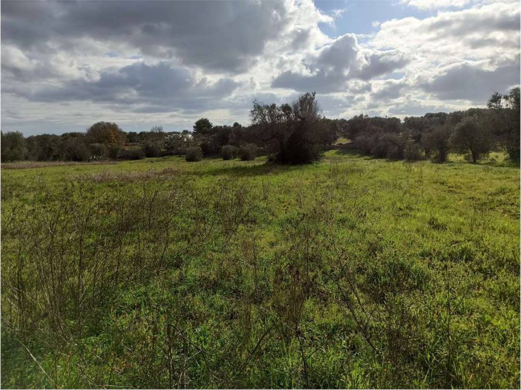 Terreno a Ostuni - Foto 2