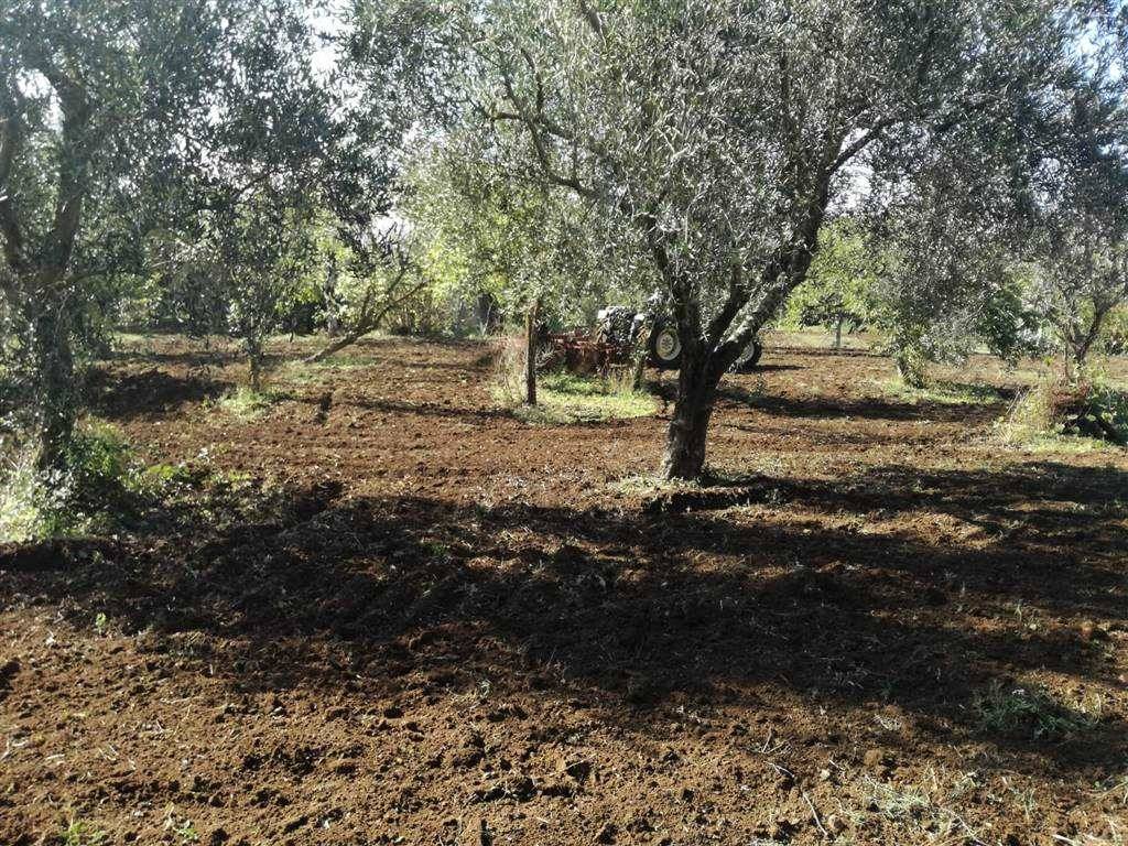 Terreno a Eboli - Foto 4